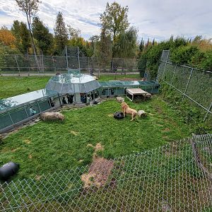 Parc Safari - Lion yard #4, 3 white males