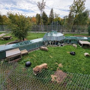 Parc Safari - Lion yard #4, 3 white males