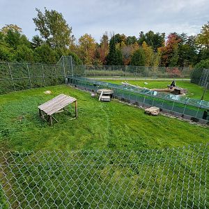 Parc Safari - Lion yard #1, one tawny lionness