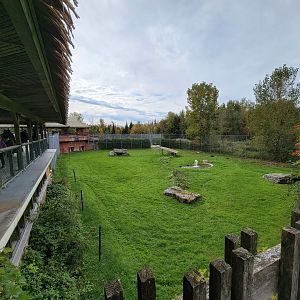Parc Safari - Spotted hyenas