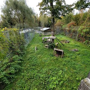 Parc Safari - Olduvai Walkway, Canada lynx