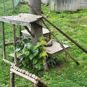Parc Safari - Olduvai Walkway, Canada lynx being a cat
