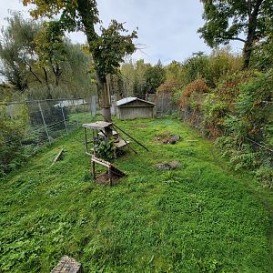 Parc Safari - Olduvai Walkway, Canada lynx