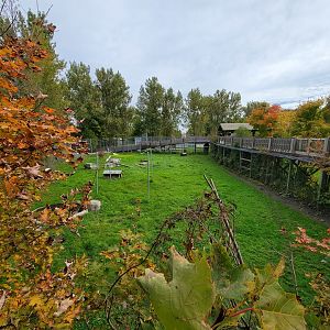 Parc Safari - Olduvai Walkway, gray wolves