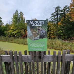Parc Safari - Olduvai Walkway, Japanese macaques, sign about duckweed in water