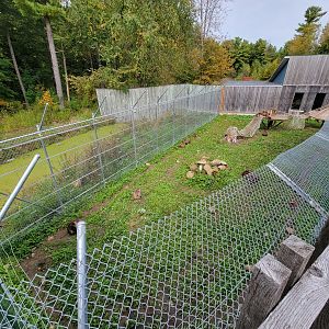 Parc Safari - Olduvai Walkway, Japanese macaques