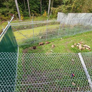 Parc Safari - Olduvai Walkway, Japanese macaques