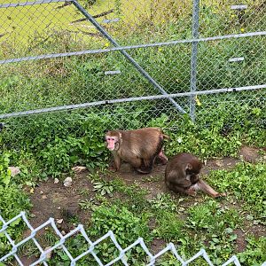 Parc Safari - Olduvai Walkway, Japanese macaques