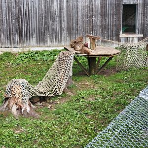 Parc Safari - Olduvai Walkway, Japanese macaques