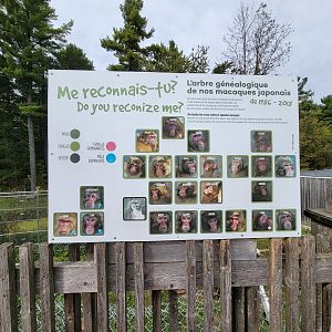 Parc Safari - Olduvai Walkway, Japanese macaques family board