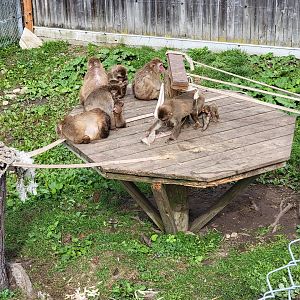 Parc Safari - Olduvai Walkway, Japanese macaques