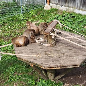 Parc Safari - Olduvai Walkway, Japanese macaques
