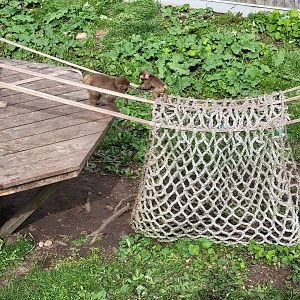 Parc Safari - Olduvai Walkway, Japanese macaques, infants playing