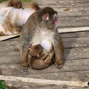 Parc Safari - Olduvai Walkway, Japanese macaques, infant nursing