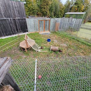 Parc Safari - Olduvai Walkway, Japanese macaques yard #2