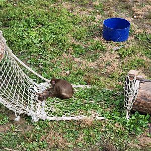 Parc Safari - Olduvai Walkway, Japanese macaques yard #2, mother and infant