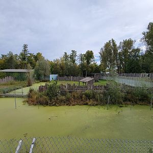 Parc Safari - Olduvai Walkway, Malayan tapir