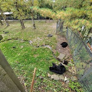 Parc Safari - Olduvai Walkway, American black bears
