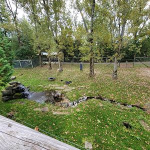Parc Safari - Olduvai Walkway, American black bears