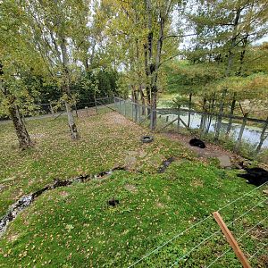 Parc Safari - Olduvai Walkway, American black bears