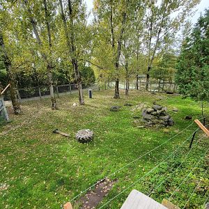 Parc Safari - Olduvai Walkway, American black bears