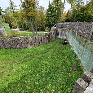 Parc Safari - Olduvai Walkway, Malayan tapir