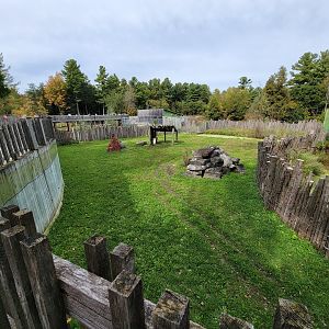 Parc Safari - Olduvai Walkway, Malayan tapir