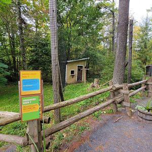 Parc Safari - Birds' Garden, Harris hawk