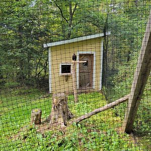 Parc Safari - Birds' Garden, Harris hawk