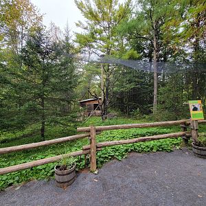 Parc Safari - Birds' Garden, bald eagle