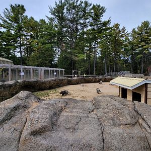 Parc Safari - Farm of the 5 Continents, African porcupines