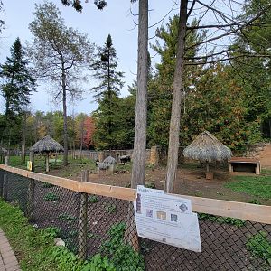 Parc Safari - Farm of the 5 Continents, Patagonian mara