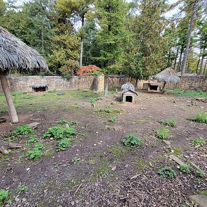 Parc Safari - Farm of the 5 Continents, Patagonian mara