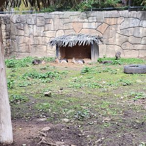 Parc Safari - Farm of the 5 Continents, Patagonian mara