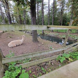 Parc Safari - Farm of the 5 Continents, Alpaca, mute swan