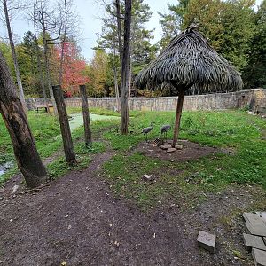 Parc Safari - Farm of the 5 Continents, Sandhill cranes