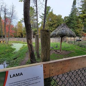 Parc Safari - Farm of the 5 Continents, llama and sandhill cranes