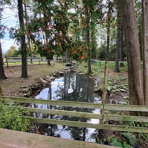 Parc Safari - Farm of the 5 Continents, alpaca and mute swan