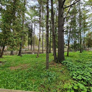 Parc Safari - Farm of the 5 Continents, alpaca yard