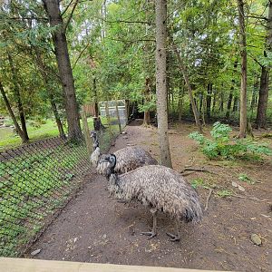 Parc Safari - Farm of the 5 Continents, emu