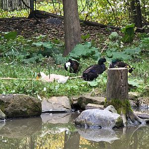Parc Safari - Farm of the 5 Continents, ducks