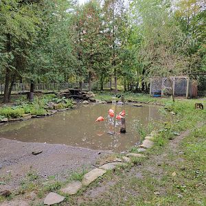 Parc Safari - Farm of the 5 Continents, Caribbean flamingos and waterfowl