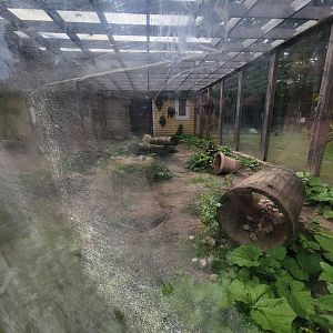 Parc Safari - Farm of the 5 Continents, Fennec fox