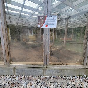 Parc Safari - Farm of the 5 Continents, meerkat