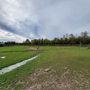 Parc Safari - Afrika Terrace, white rhino yard
