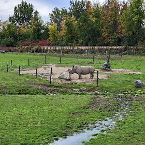 Parc Safari - Afrika Terrace, white rhino