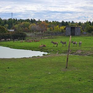 Parc Safari - Afrika Terrace, common eland and plains zebra