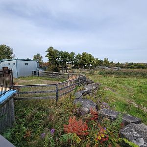 Parc Safari - Afrika Terrace, giraffes and African elephants