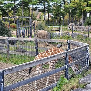 Parc Safari - Afrika Terrace, giraffes and African elephants