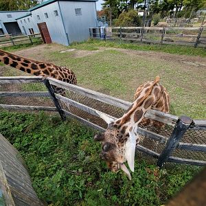 Parc Safari - Afrika Terrace, the grass is greener...